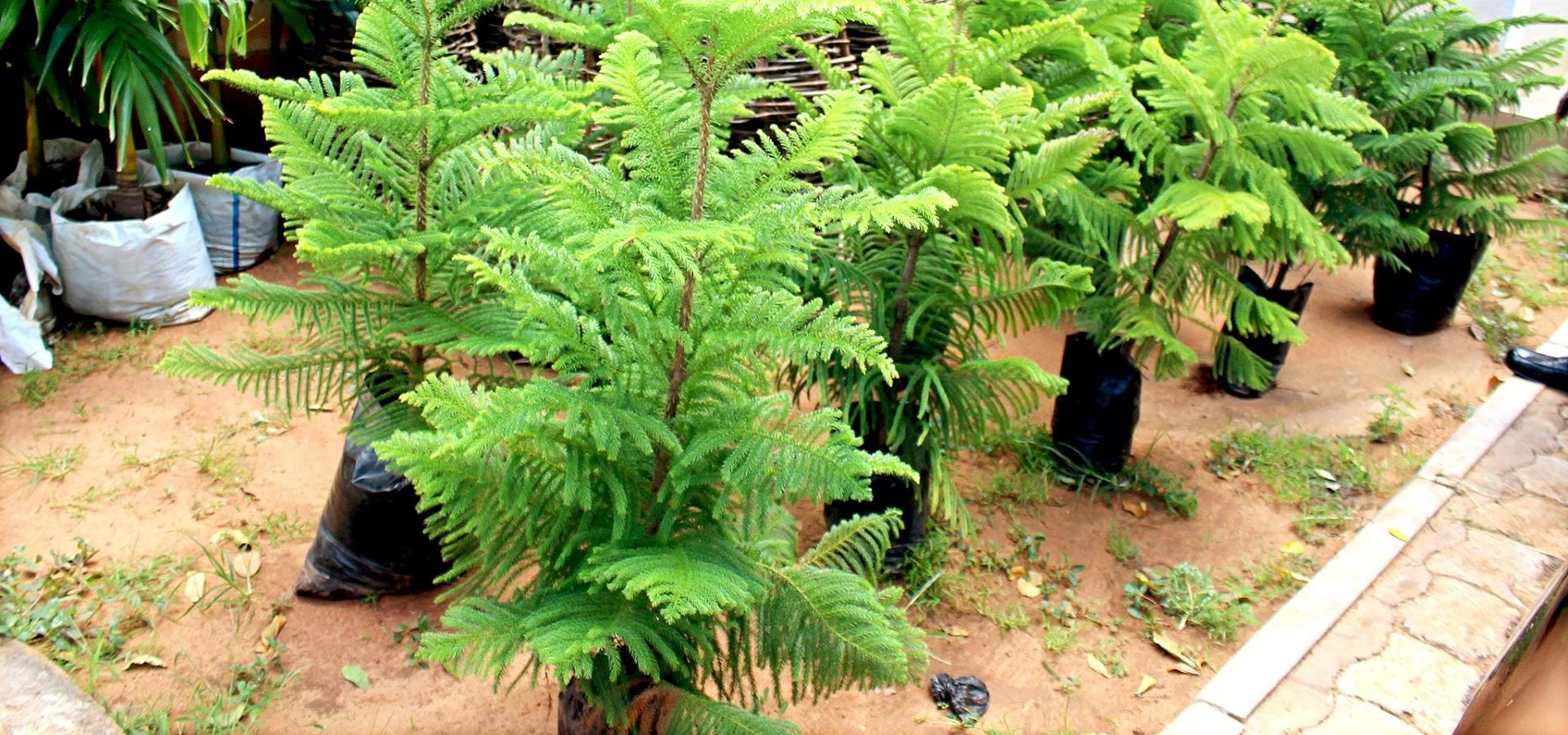 DECO-IC offre des plants à la Mairie Golfe 5